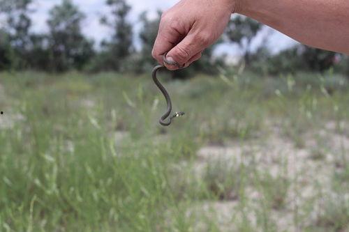 国产大蚯蚓特效视频下载